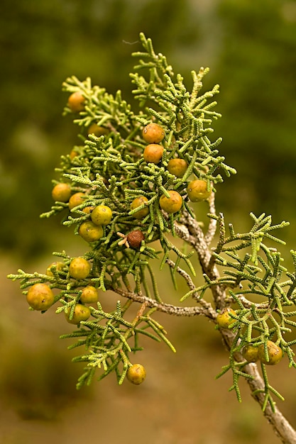 Juniperus phoenicea is een soort naaldboom die leeft in het Middellandse Zeegebied