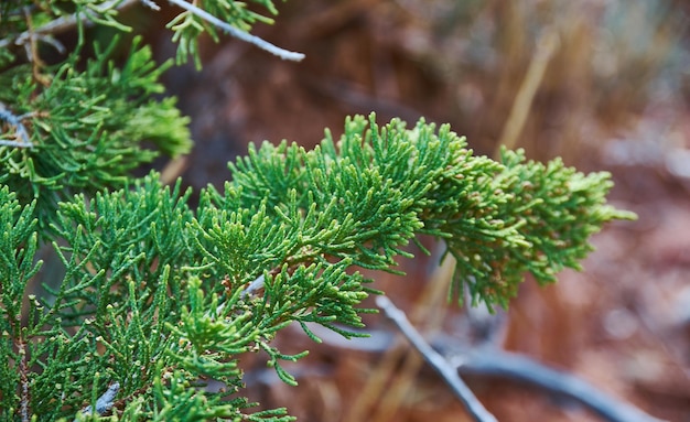 Foto juniperus turkestanica, kirgizië, centraal-azië,