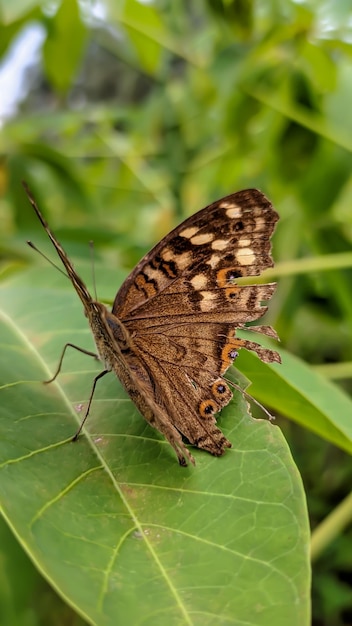 Фото junonia lemonias лимонная бабочка-нимфалида