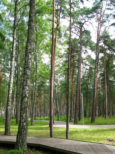 Jurmala Dzintari are villages on Baltic coast Latvia