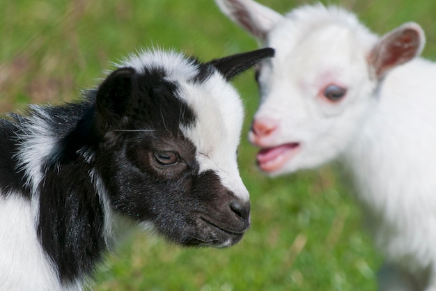 Just born white goatling nannie