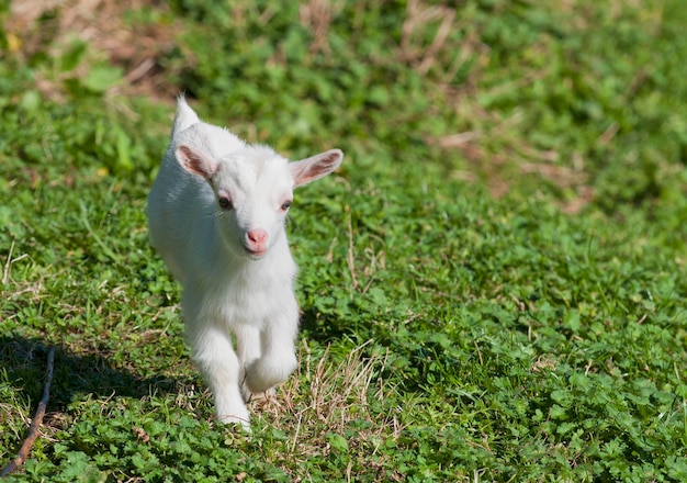 Just born white goatling nannie