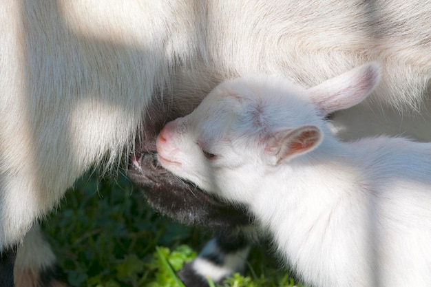 Just born white goatling nannie