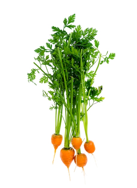 Appena raccolte intorno alle carote romeo, isolate su sfondo bianco.