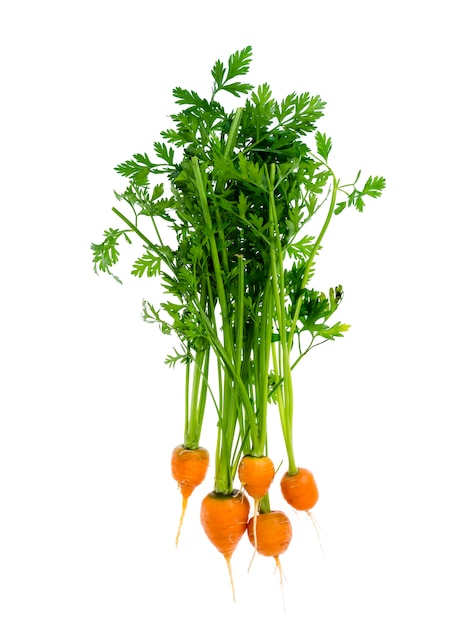 Just harvested Round romeo carrots, isolated on white background.