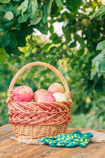 Just picked apples in a wicker basket and garden glove on wooden boards.