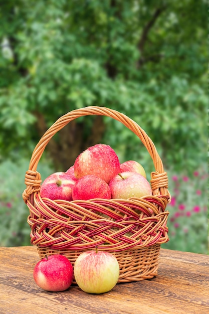 Just picked apples in a wicker basket on wooden boards with tree on background