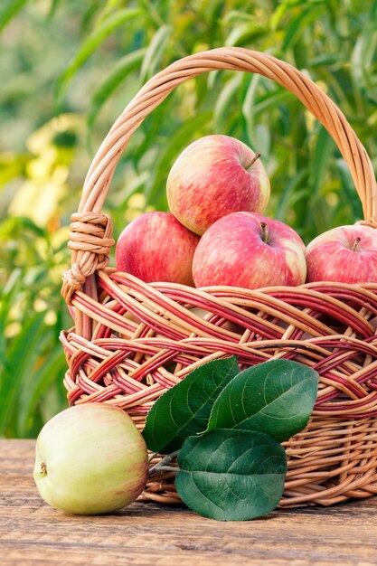 Just picked red apples in wicker basket on old wooden boards with garden trees on the background.