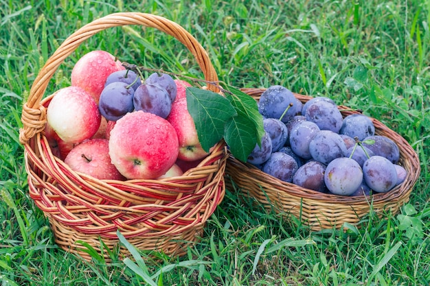 Just picked ripe plums and red apples in wicker baskets on garden grass. Just harvested fruits