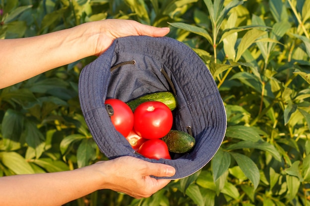 Just picked tomatoes and cucumbers in farmer hat and hands with natural green background