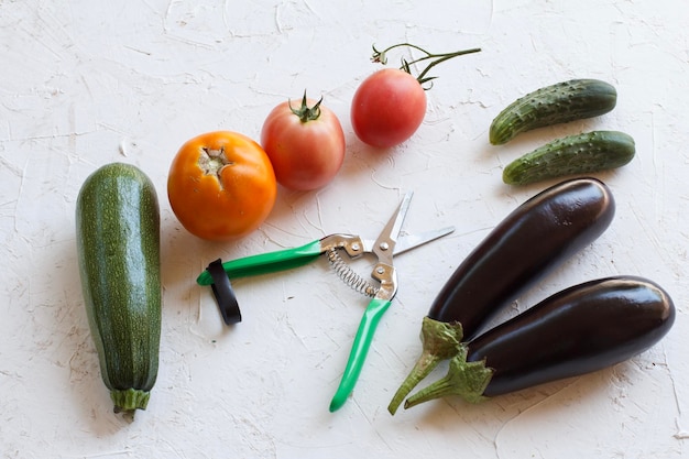 Just picked vegetables on white structured background