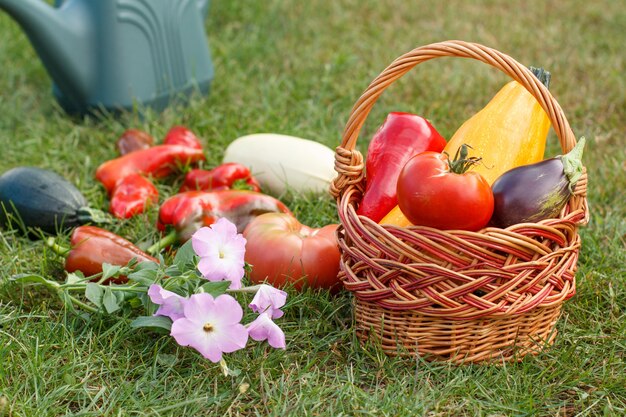 Just picked zucchini, eggplant, tomato and bell pepper with a wicker basket, rake and watering can on green grass. Just harvested vegetables.