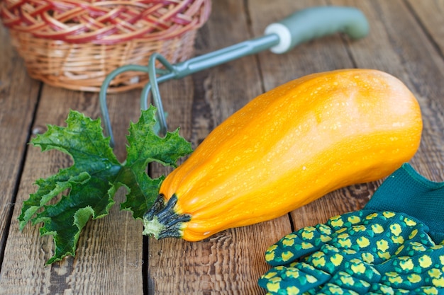 Just picked zucchini with green leaves, gloves, wicker basket and rake on old wooden boards. Just harvested vegetables.