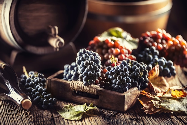 Uva appena matura posta sciolta in una cassetta di legno, sullo sfondo una botte di vino e una bottiglia di vino rosso.