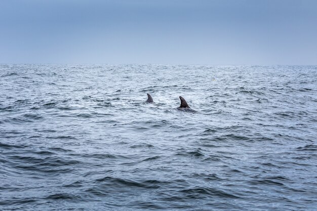 Just two fins. Two dolphins in the pacifi ocean