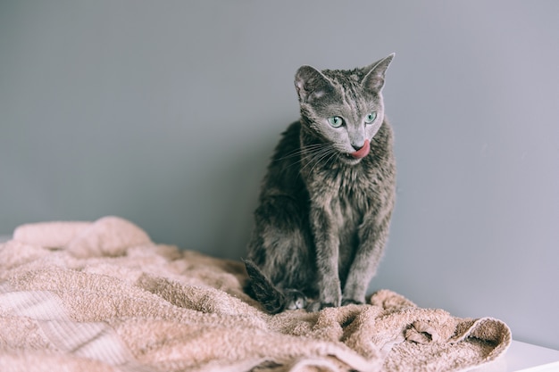 Just washed funny wet furry cute kitten after bath sitting itself on gray wall