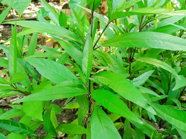 일반적으로 버드나무 잎사귀로 알려진 Justicia gendarussa는 작은 직립 분지 관목입니다.