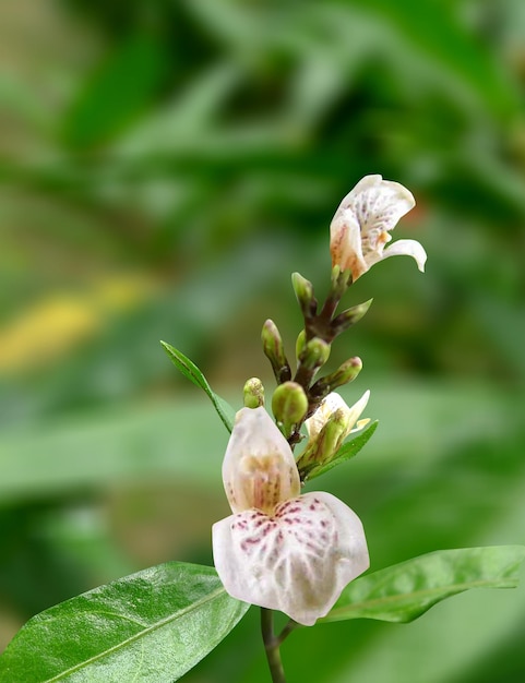 Photo justicia gendarussa used in traditional medicinal systems for various therapeutic purposes