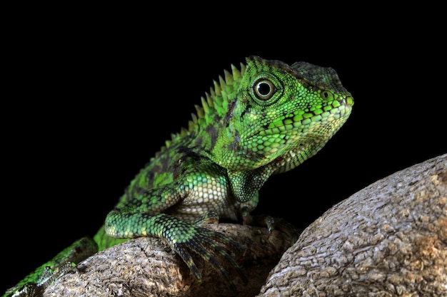 Juvanile lizard foresta drago femmina sul ramo con sfondo nero