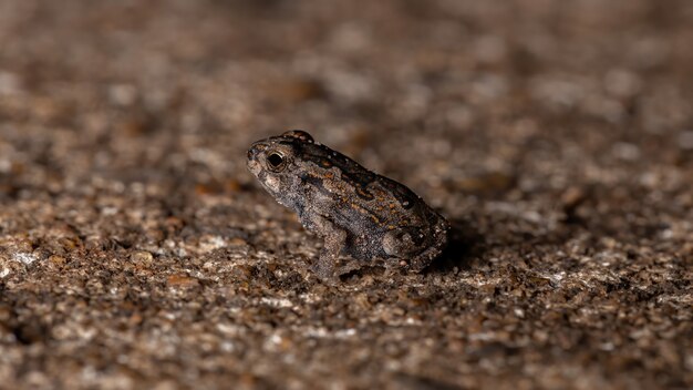 Juveniele Cururu-pad van de soort Rhinella diptycha