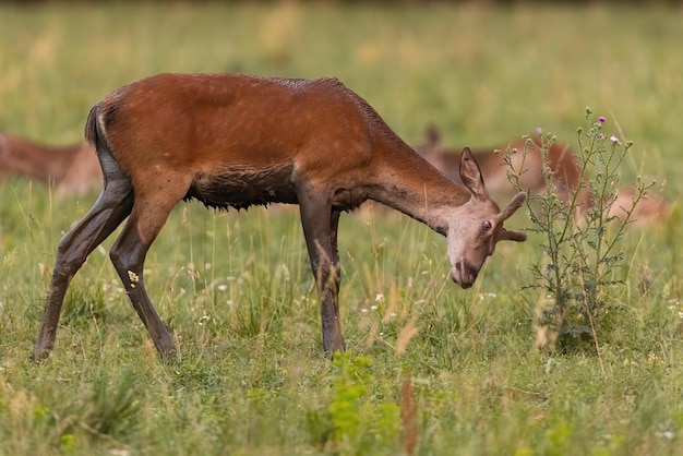 Juveniele edelherten die bloem op het veld in de zomer markeren