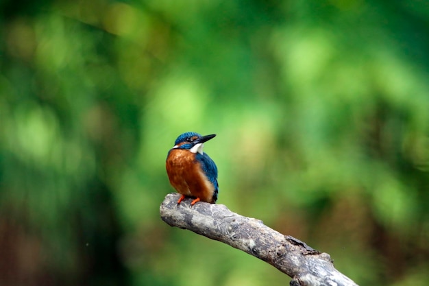 Juveniele ijsvogel zat en gladstrijkend op een tak