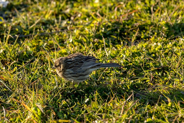 Juveniele witkeelmus zonotrichia albicollis verzamelt voedsel in het gras