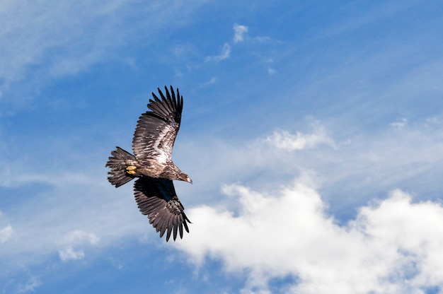 Foto aquila calva americana giovanile in volo in un cielo nuvoloso