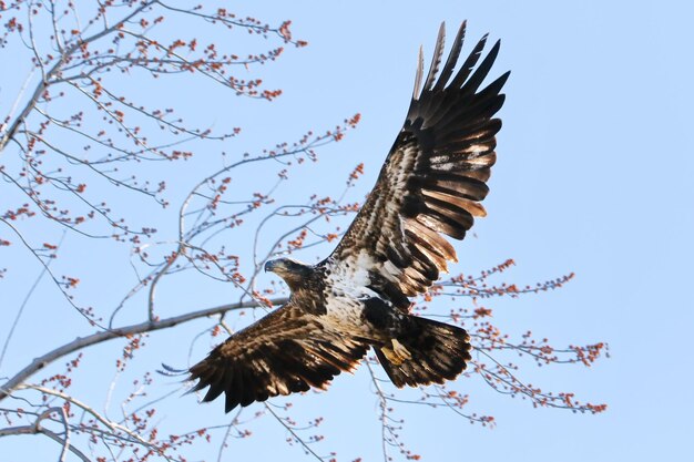 Photo juvenile bald eagle