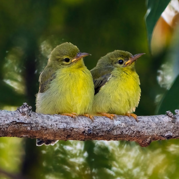 Foto sunbird dalla gola marrone giovanile