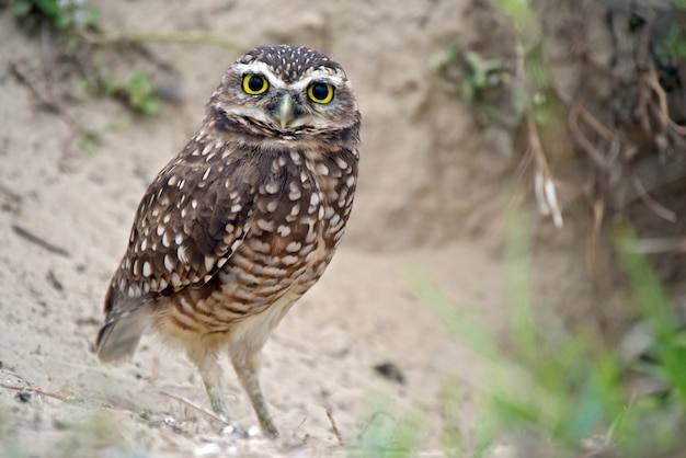 Juvenile of burrowing owl near the burrow