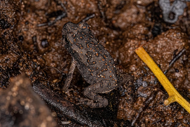 Juvenile Cururu Toad