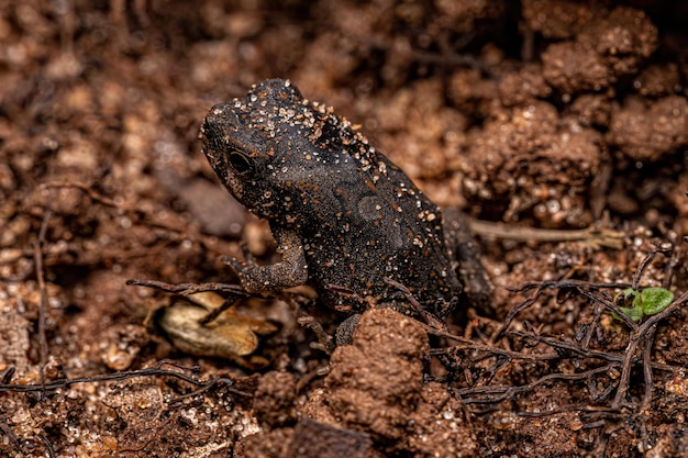 Juvenile Cururu Toad