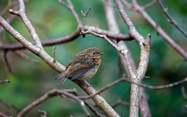 A juvenile eurasian robin patiently waits to be fed by the\
parent bird