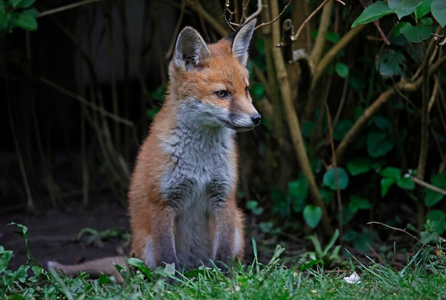 Juvenile fox cub posing in the garden