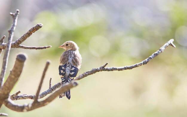 Juvenile Goldfinch