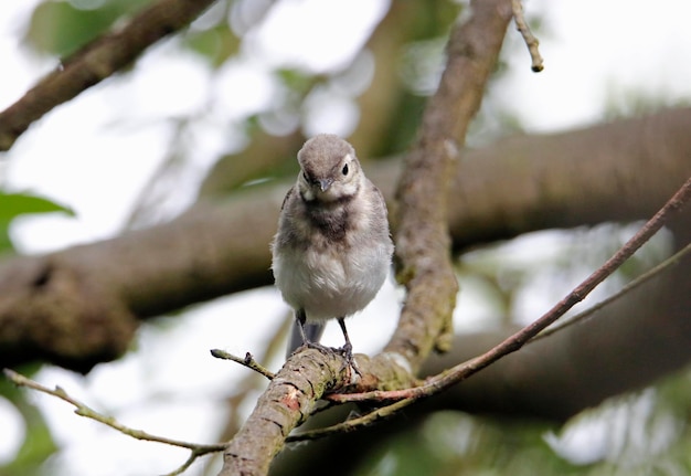 Juvenile grey wagtail perched in a tree