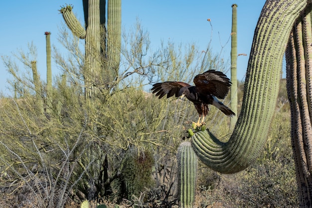 Juvenile Harris's Hawk landing on a Saguaro with Wings Spread