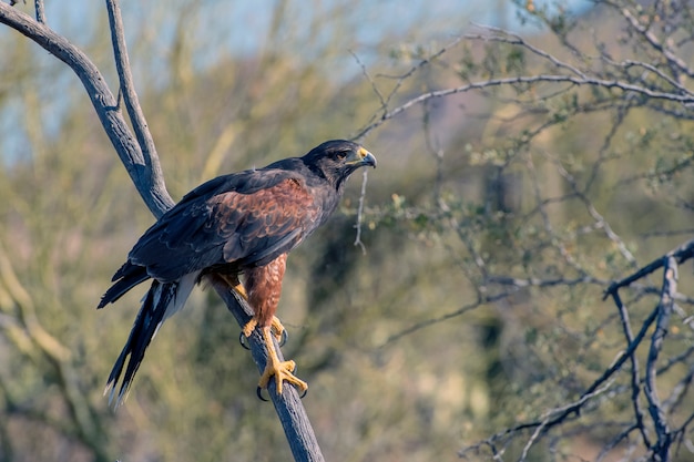 Photo juvenile harris's hawk perched in a tree in arizona