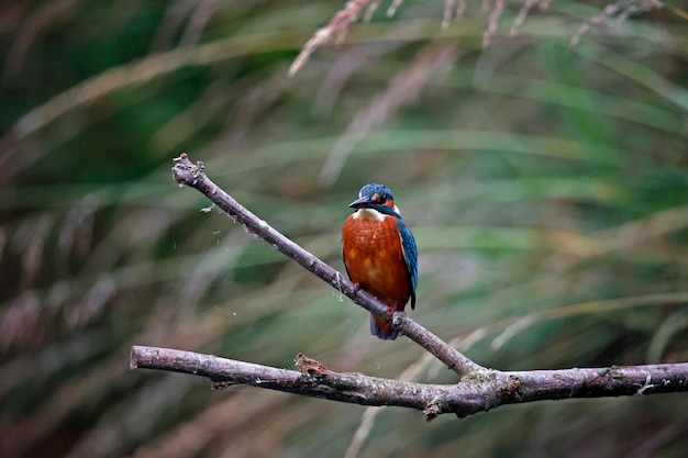 Juvenile kingfisher fishing around the lake