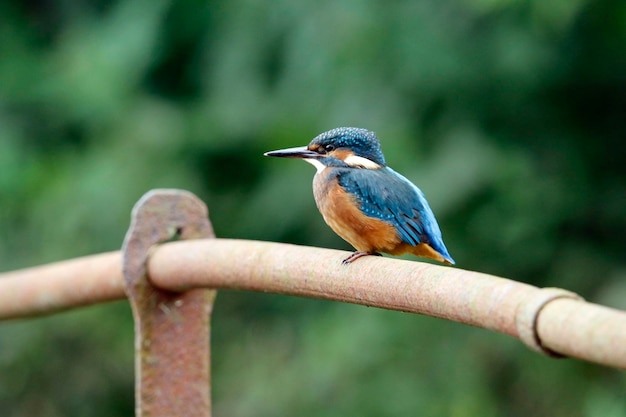 Juvenile kingfisher perched on old rusty railings