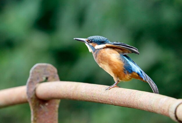 Juvenile kingfisher perched on old rusty railings