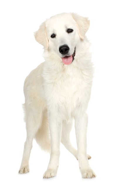 Juvenile Labrador retriever cream