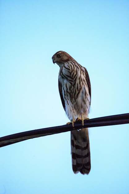 Фото Молодой светлый морф краснохвостый ястреб buteo jamaicensis сидит на проволоке в неаполе, штат флорида