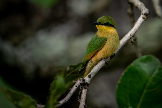 Juvenile Little beeeater