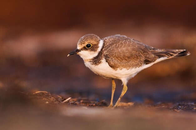 여름에 강변에 있는 어린 작은 고리물떼새 charadrius dubius