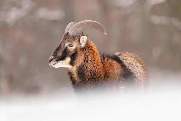 Juvenile mouflon staring on snow in wintertime nature.