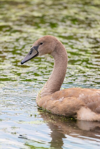 Juvenile Mute Swan Cygnus olor on the water