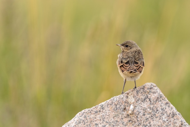 Juvenile Northern Wheatear, Oenanthe oenanthe. Young bird