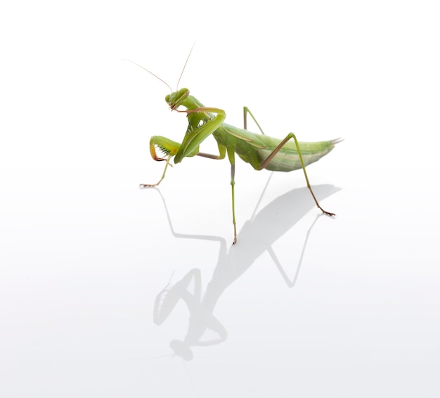 Juvenile praying mantis (Mantis religiosa) washing a leg on a white background